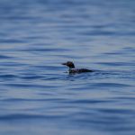 番茄导航 dw9x5g2qn