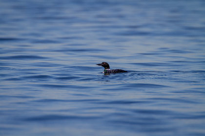 番茄导航 番茄导航