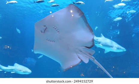 我的风骚岳母小说