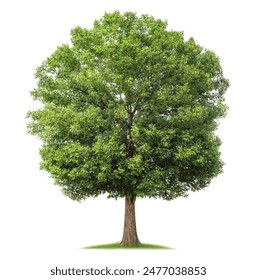 我的野蛮女友在线观看